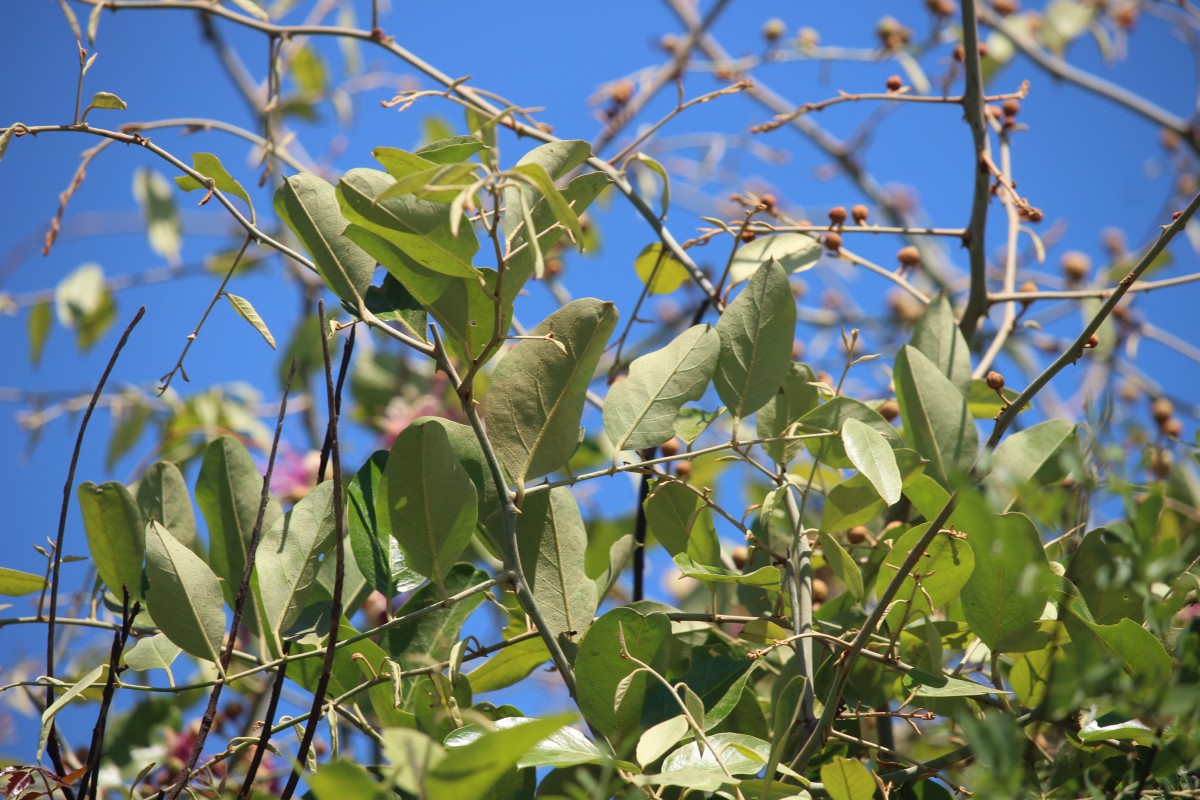 Capparis zeylanica L.